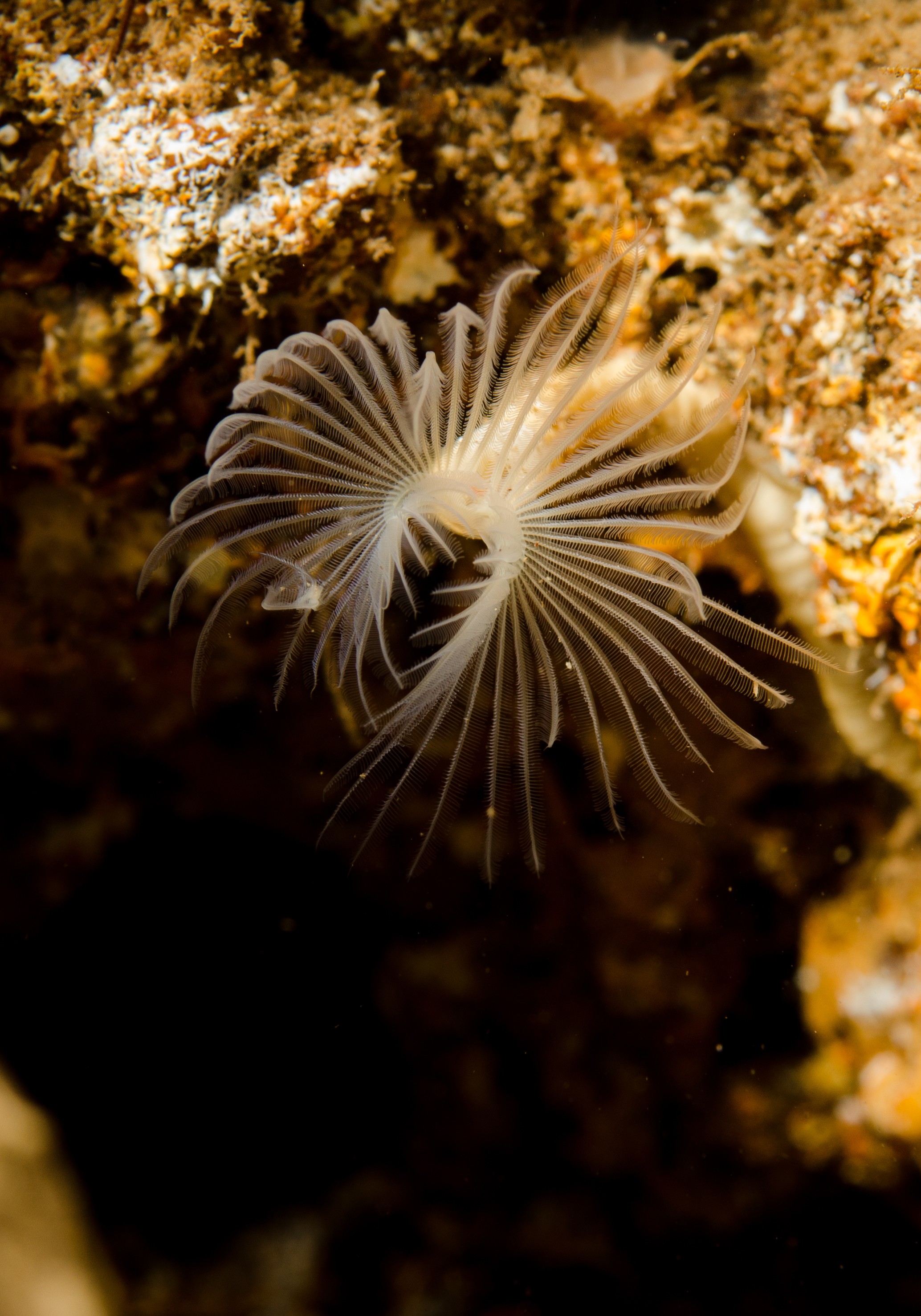 DSC_4095 – poor, knights, marine, reserve, crispin, nz, new, zealand, new zealand, unknown, worm